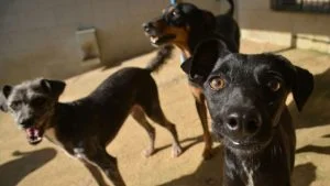 Castração gratuita de cães e gatos Serra