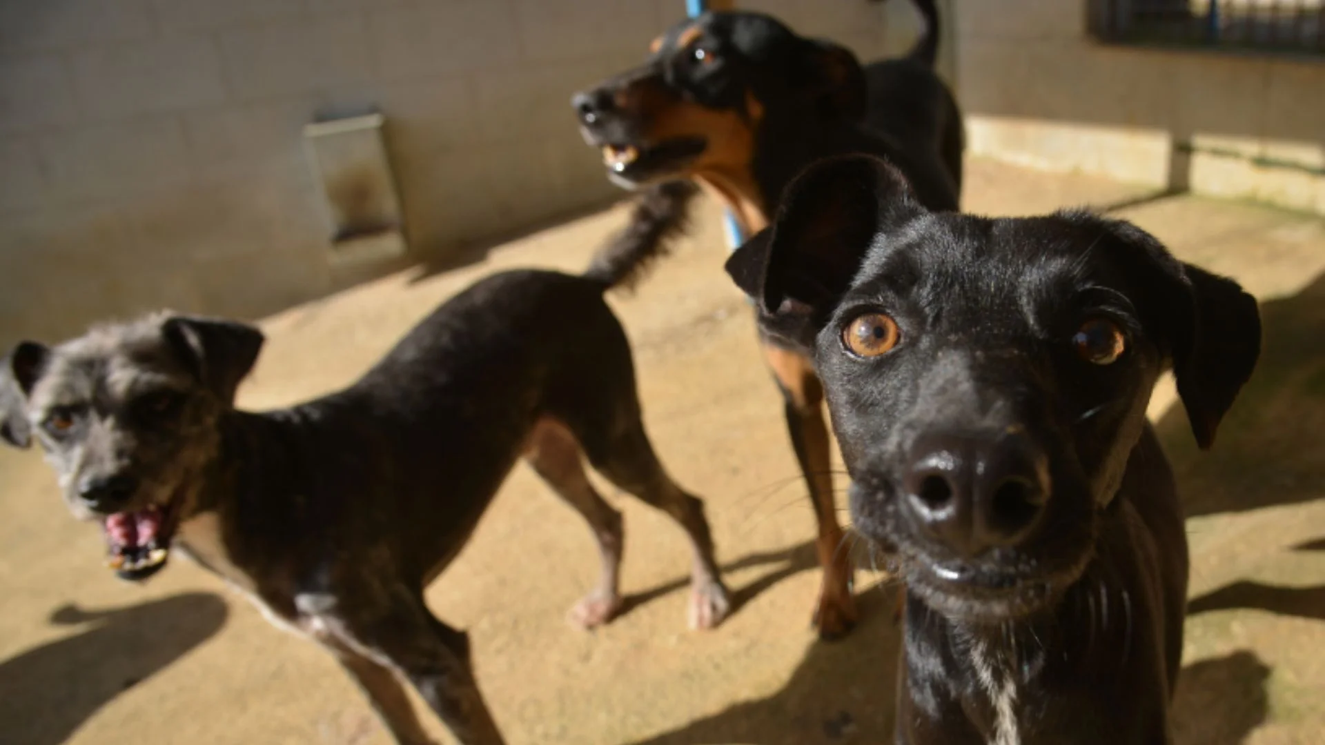 Castração gratuita de cães e gatos Serra
