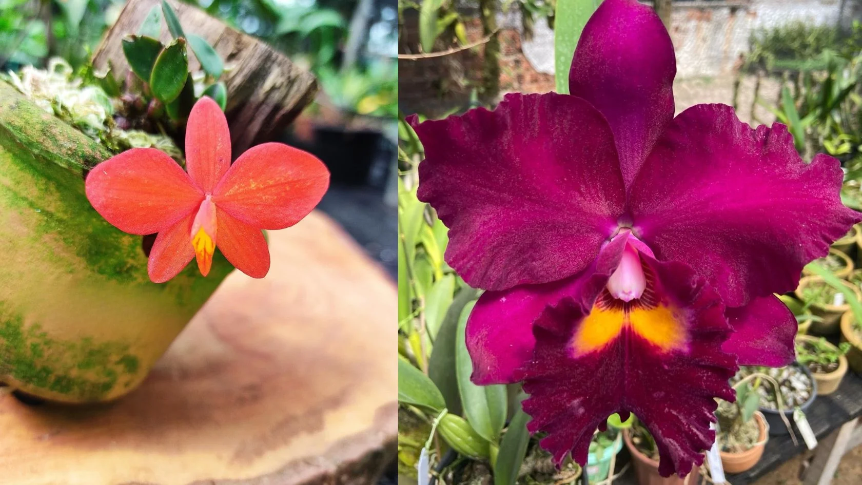 feira-de-orquideas-na-serra