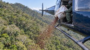 Helicóptero espalha 2,6 milhões de sementes