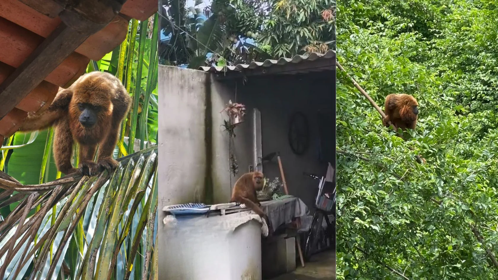 Macacos bugios na Serra