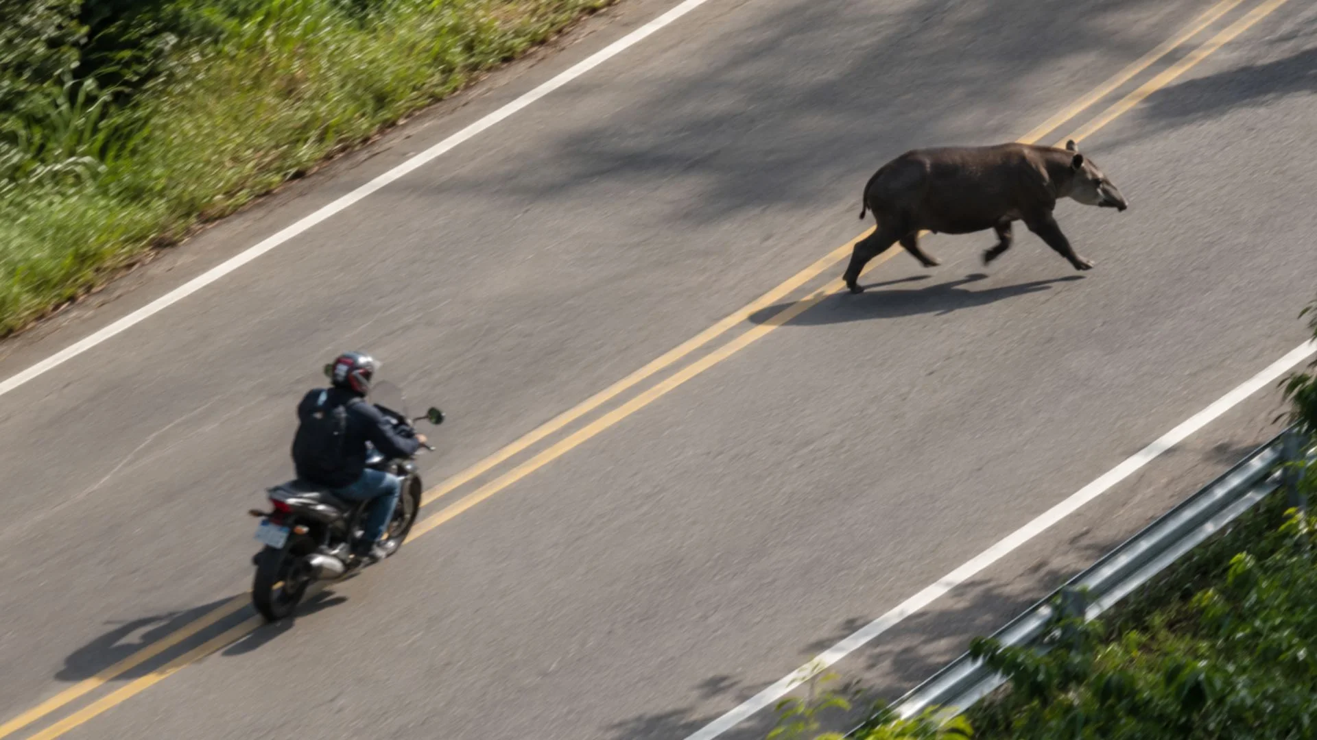 Motociclista e animal Anta na rodovia