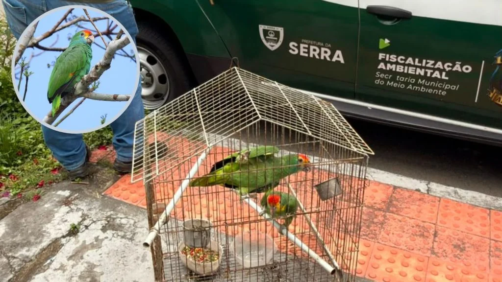 papagaios ameaçados de extinção na Serra