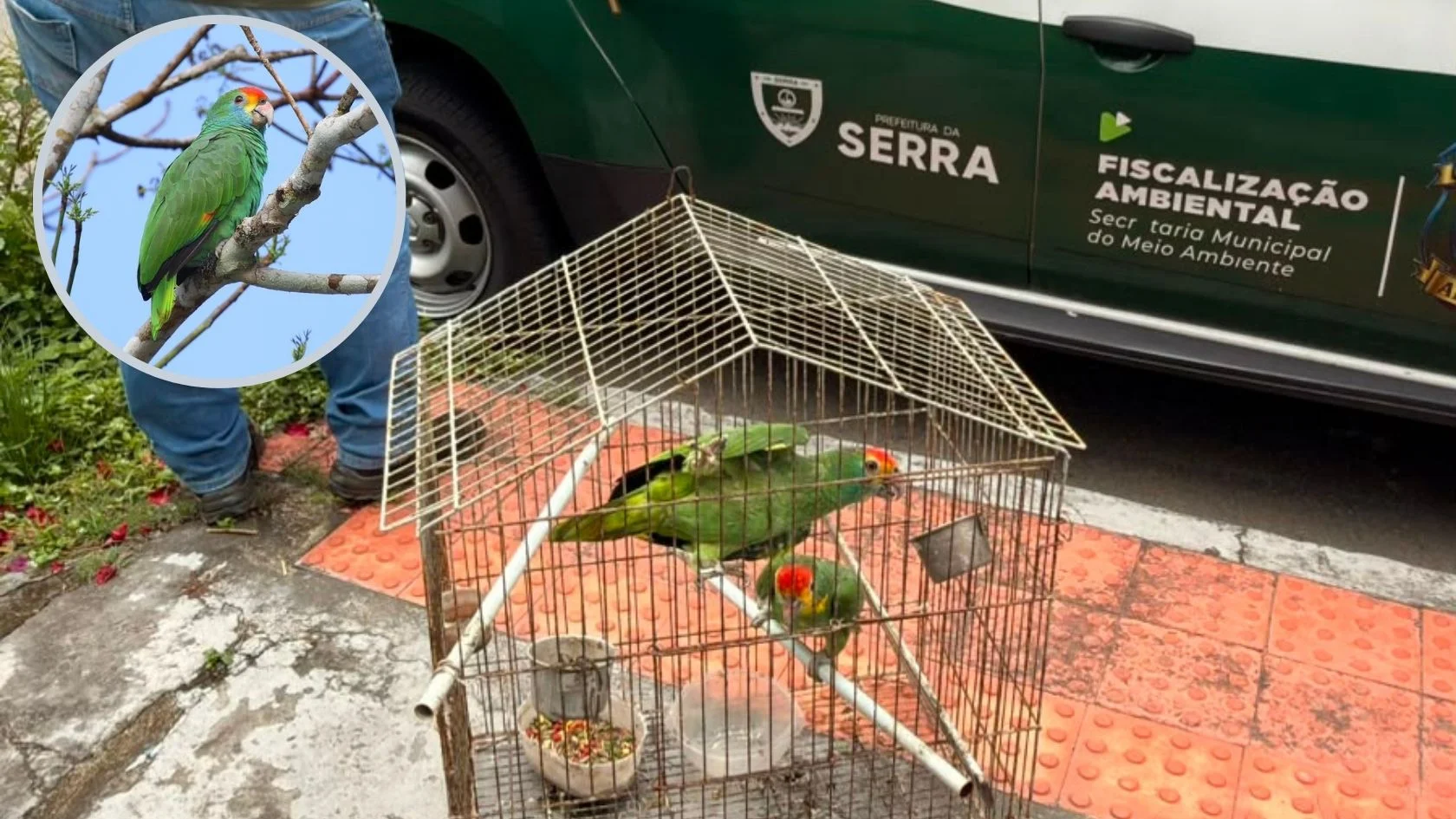 papagaios ameaçados de extinção na Serra