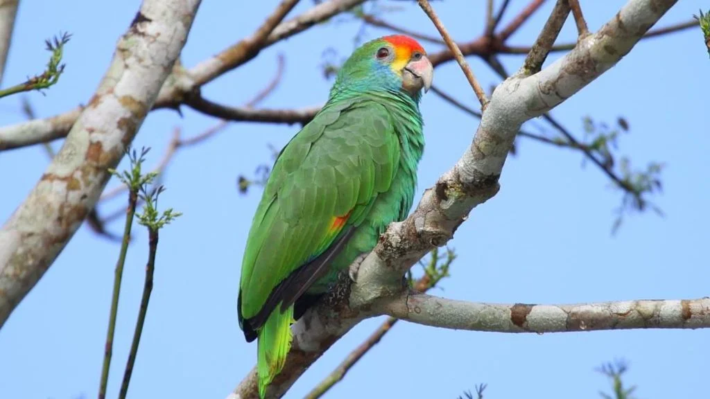 papagaios ameaçados de extinção na Serra
