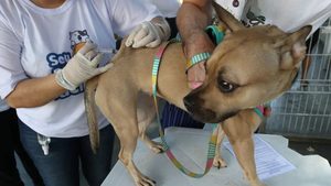 vacinação antirrábica na Serra