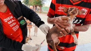 Vacinação contra raiva Cães e gatos